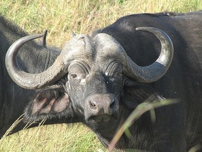 Water Buffalo