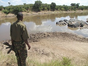 Armed for the crocodiles both in the river
