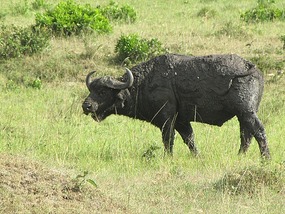 Water Buffalo