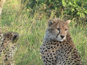 Cheetah