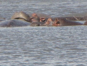 Hippos