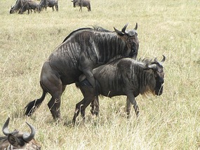 Wilderbeest