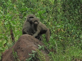 Baboons