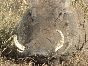 Warthog