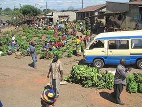 Green bananas