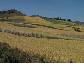 Very fertile hillside