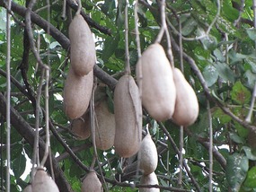 Sausage tree