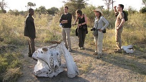 Elephant skull