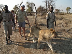 The animals