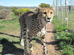 Oh so close - cheetah