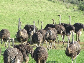 Ostrich farm