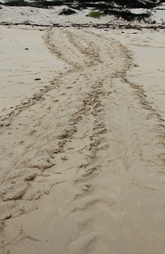 Sea Turtles tracks