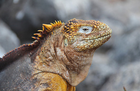 Galapagos Islands iguana
