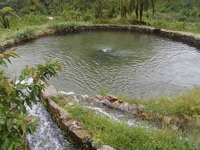 Trout farm