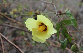 Galapagos Cotton Flower