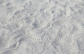 Hermit crab tracks