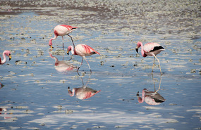 Laguna Hedionda