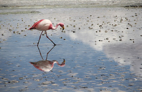 Laguna Hedionda