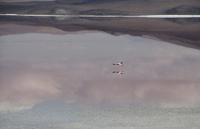 Laguna Colorada
