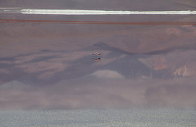 Laguna Colorada