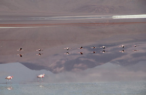 Laguna Colorada