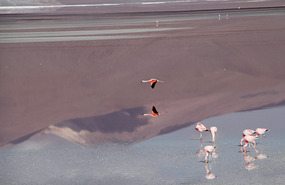 Laguna Colorada