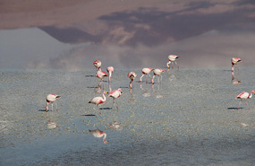 Laguna Colorada