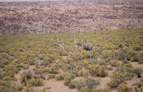 Ostrich