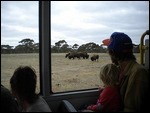 View of some bison from the Zu-loop Bus