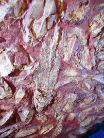 Canowindra Grossi fossil