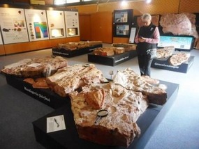 Museum fossil display