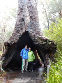 Inside a giant Red Tingle tree