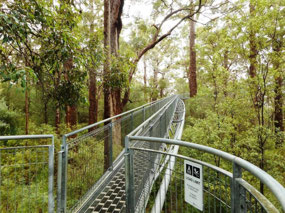 Start of tree top walkway