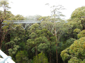Tree top walkway