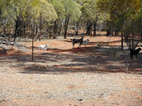 Feral goats on the roadside