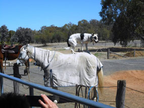 Paul Clarkson's Outback Show