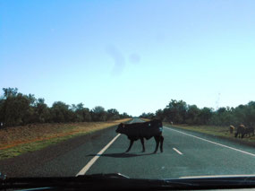 Cattle in the long paddock