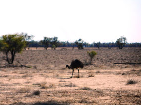 Emu on the roadside