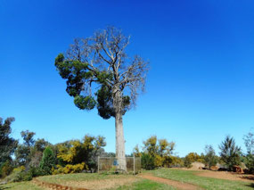 Robber's Tree