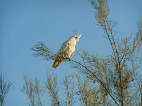Cockatoo
