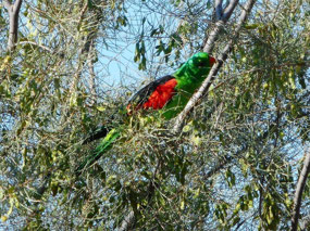 Red Wing Parrot