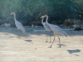 Brolgas in the caravan park
