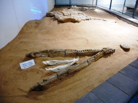 Kronosaurus jaw bone
