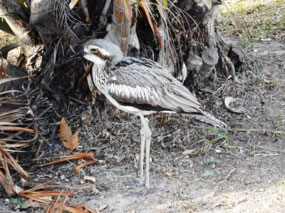 Bush Stone Curlew