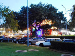 Illuminated tree