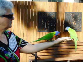 Rainbow Lorikeets