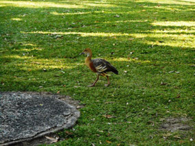 Whistling Tree-duck