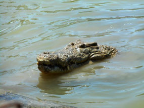 Crocodile head
