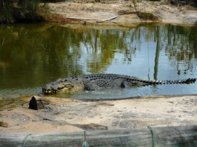 Crocodile