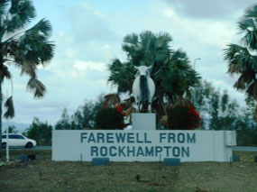 Rockhampton bull